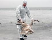 Helfer beseitigt toten Schwan auf R&uuml;gen: 
Landkreis stellte die Kleidung